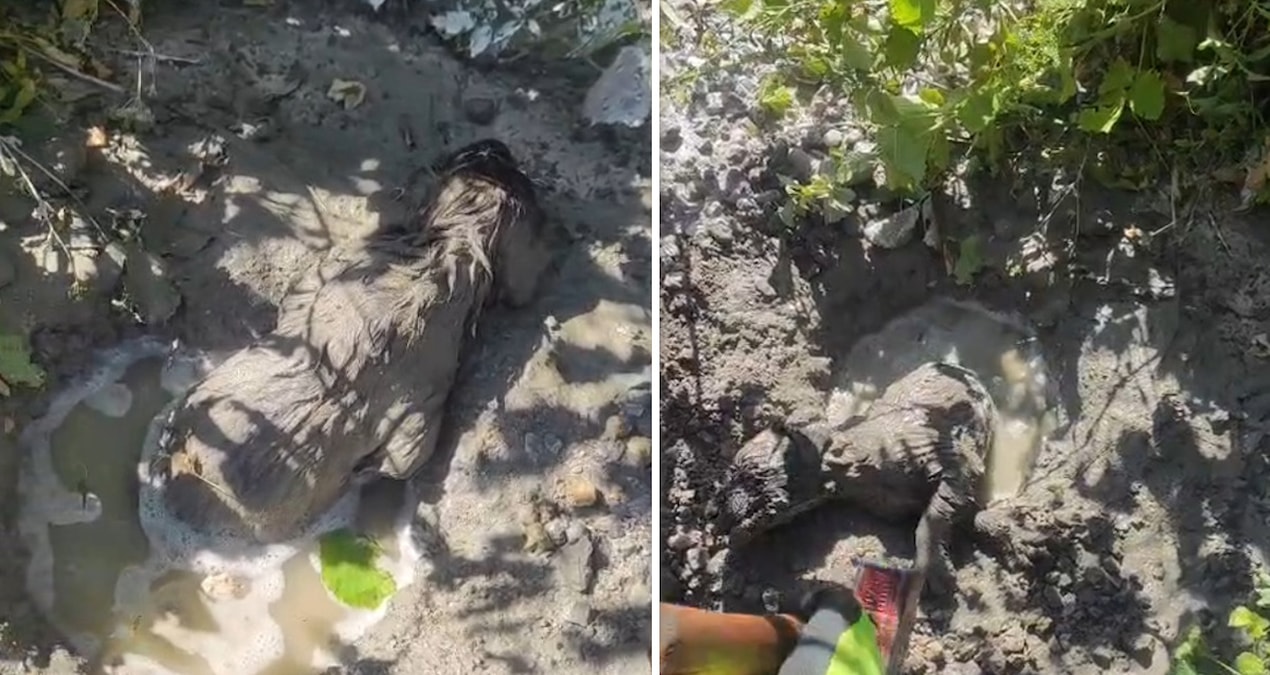 Yavru kopek mikserden dokulen betonun altinda kaldi LyHsSdMT